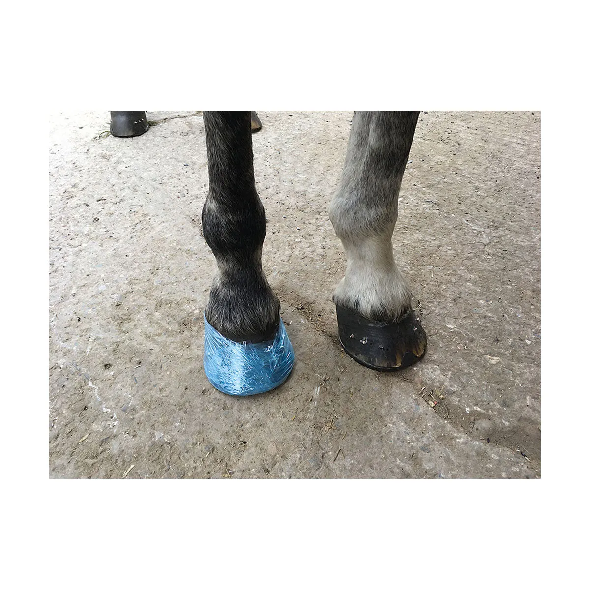 Farrier Cling