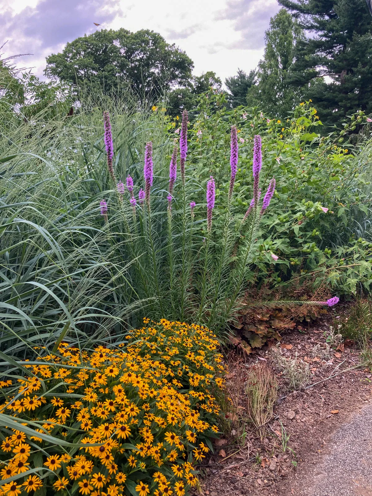 Orange Coneflower - Rudbeckia fulgida 'Little Goldstar'