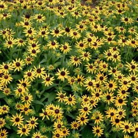 Orange Coneflower - Rudbeckia fulgida 'Little Goldstar'